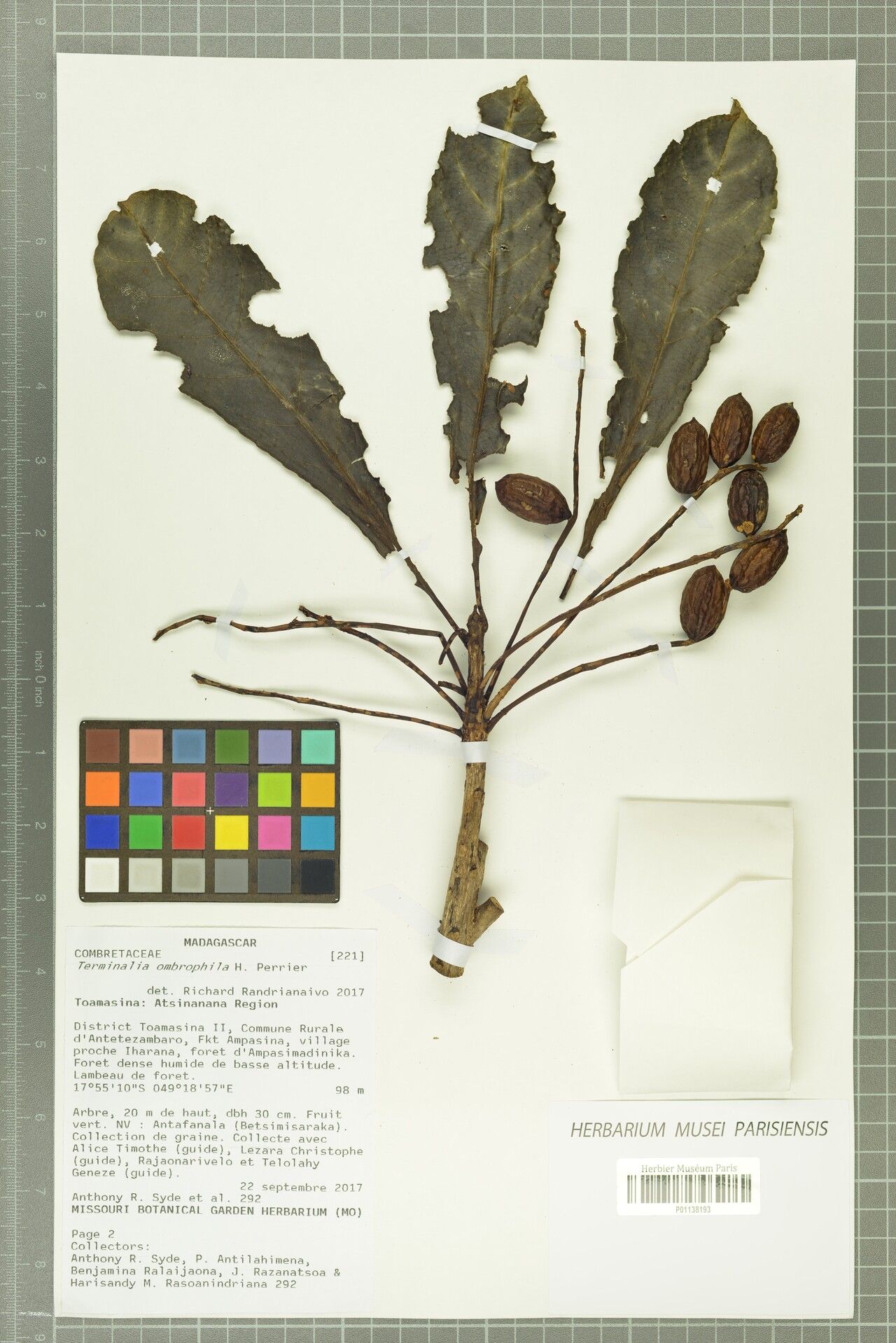 Terminalia ombrophila — houseplant care guide