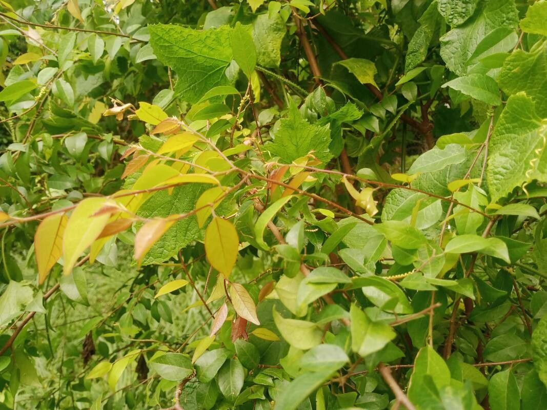 Hymenocardia ulmoides — houseplant care guide