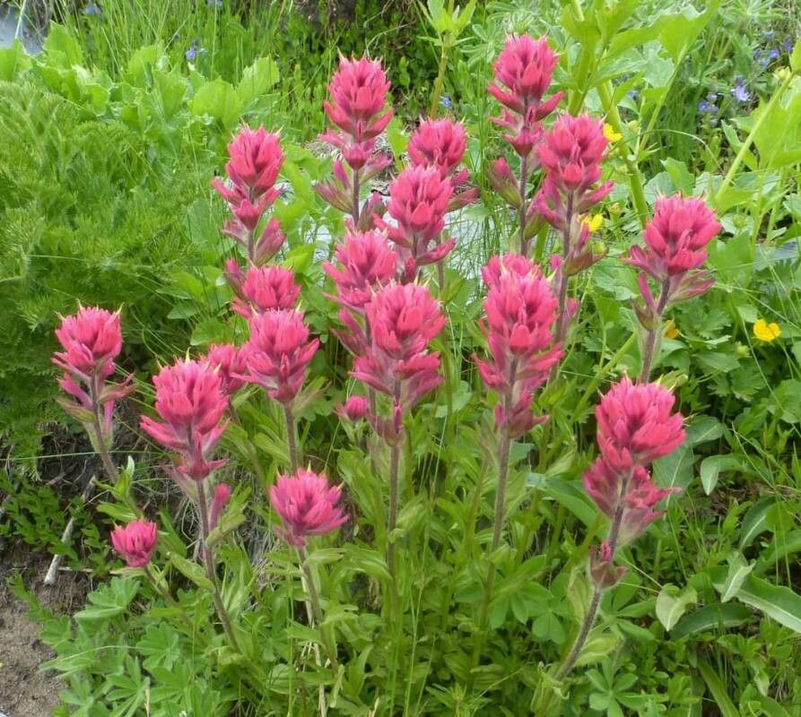 Castilleja parviflora flower