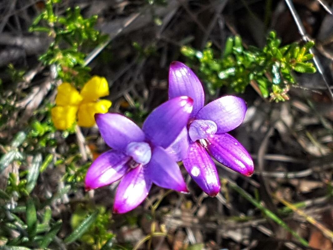 Caladenia brunonis — houseplant care guide