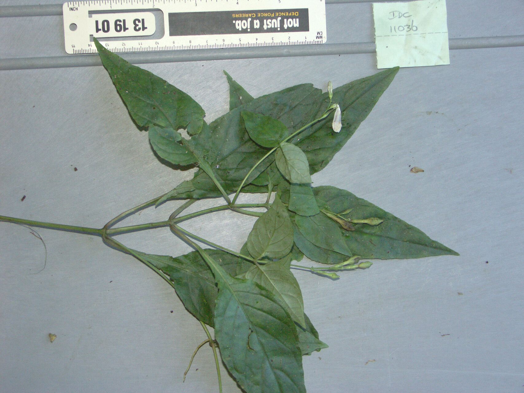 Asystasia nemorum fruit