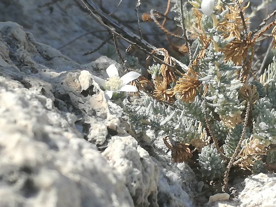 Reaumuria vermiculata — related species from the same genus