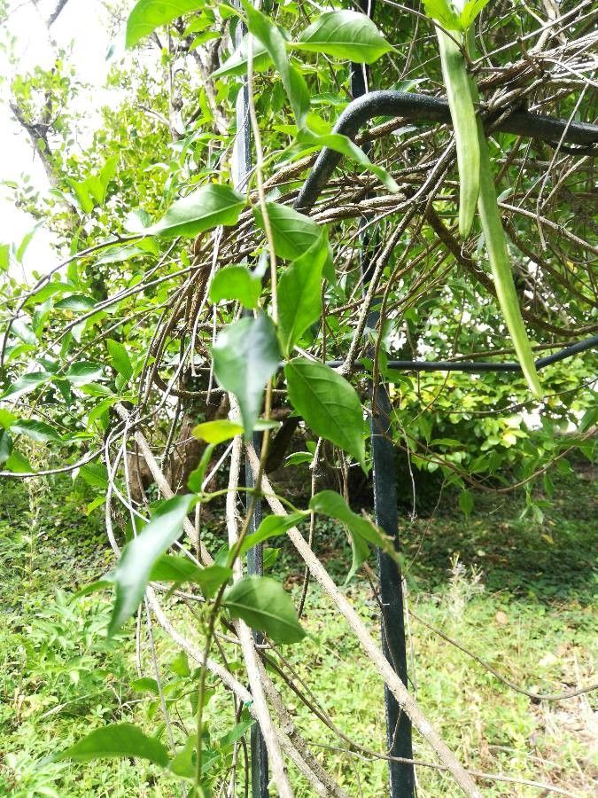 Pisonia aculeata leaf