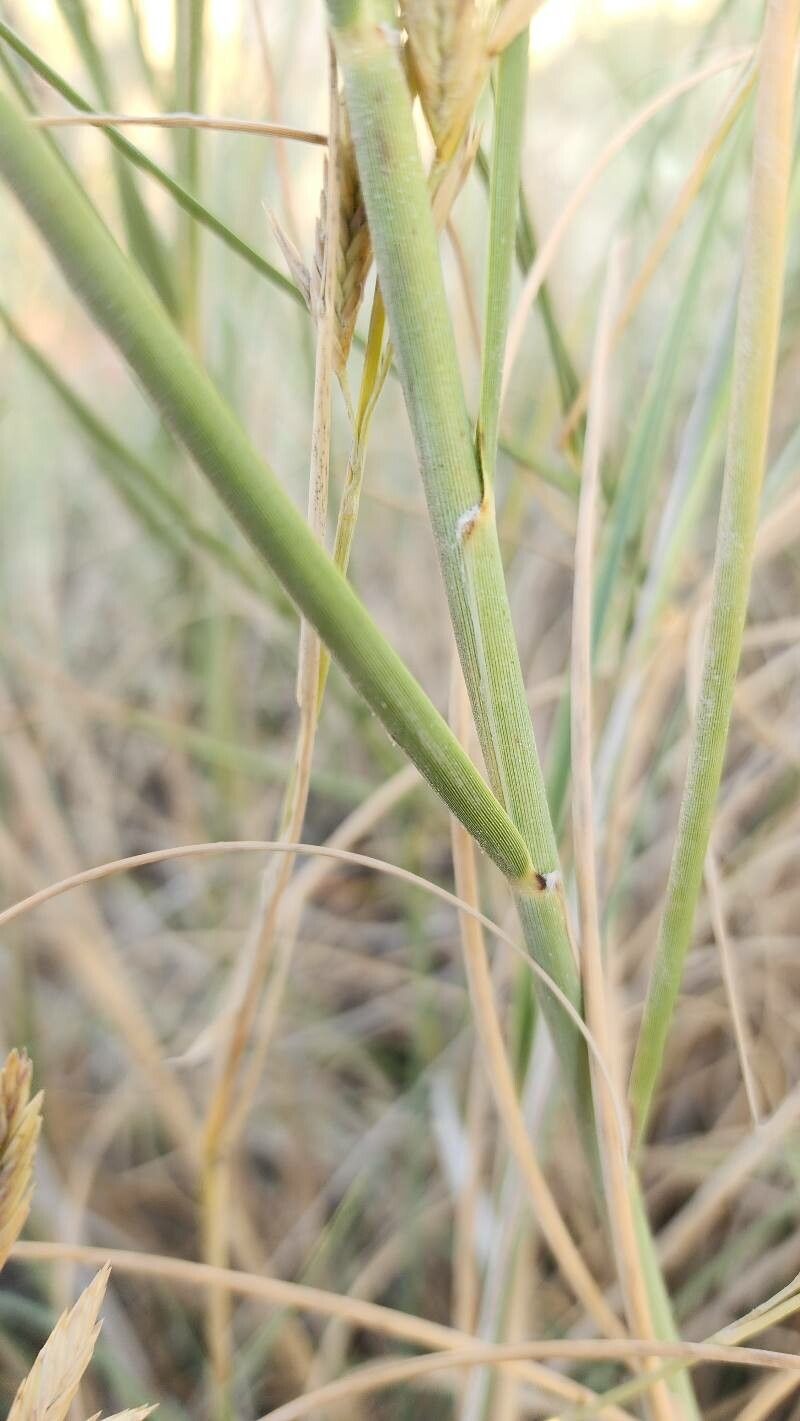 Thinopyrum gentryi bark