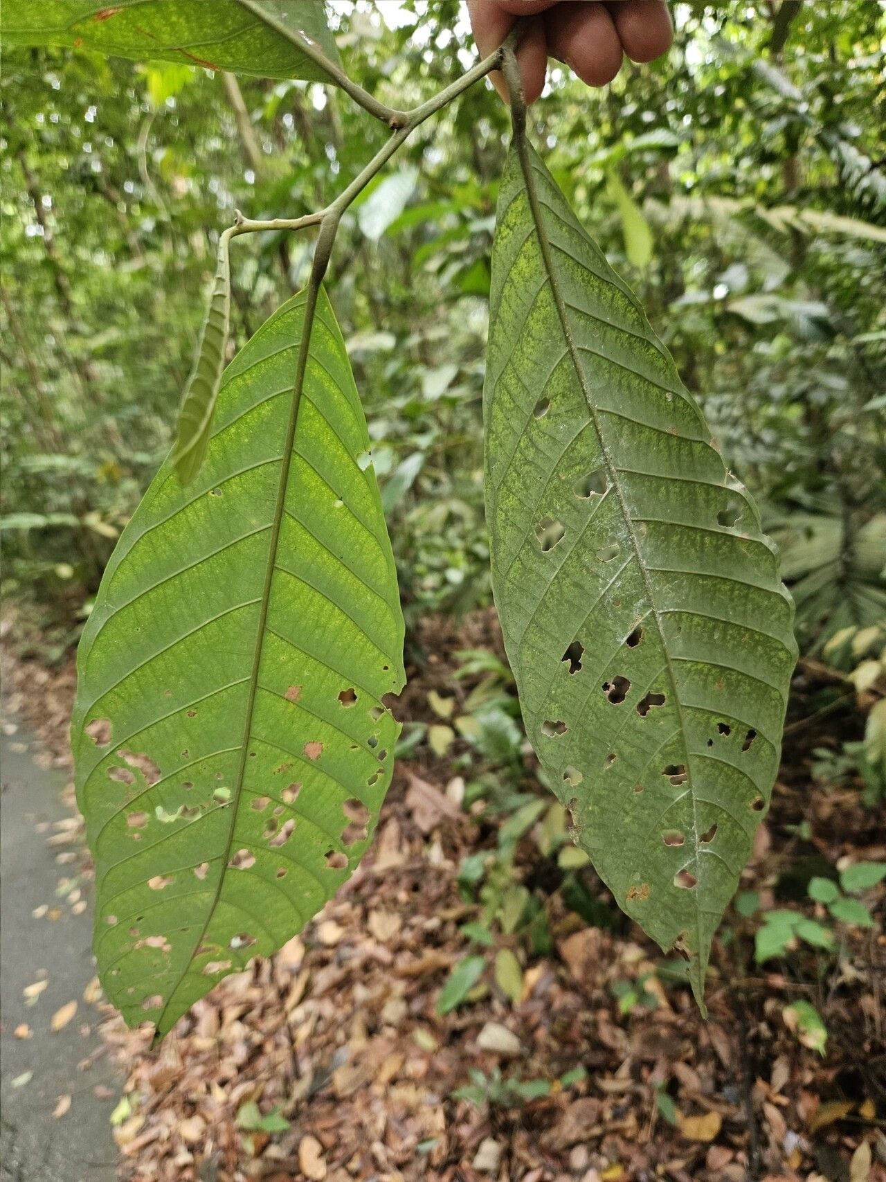 Lithocarpus cantleyanus leaf