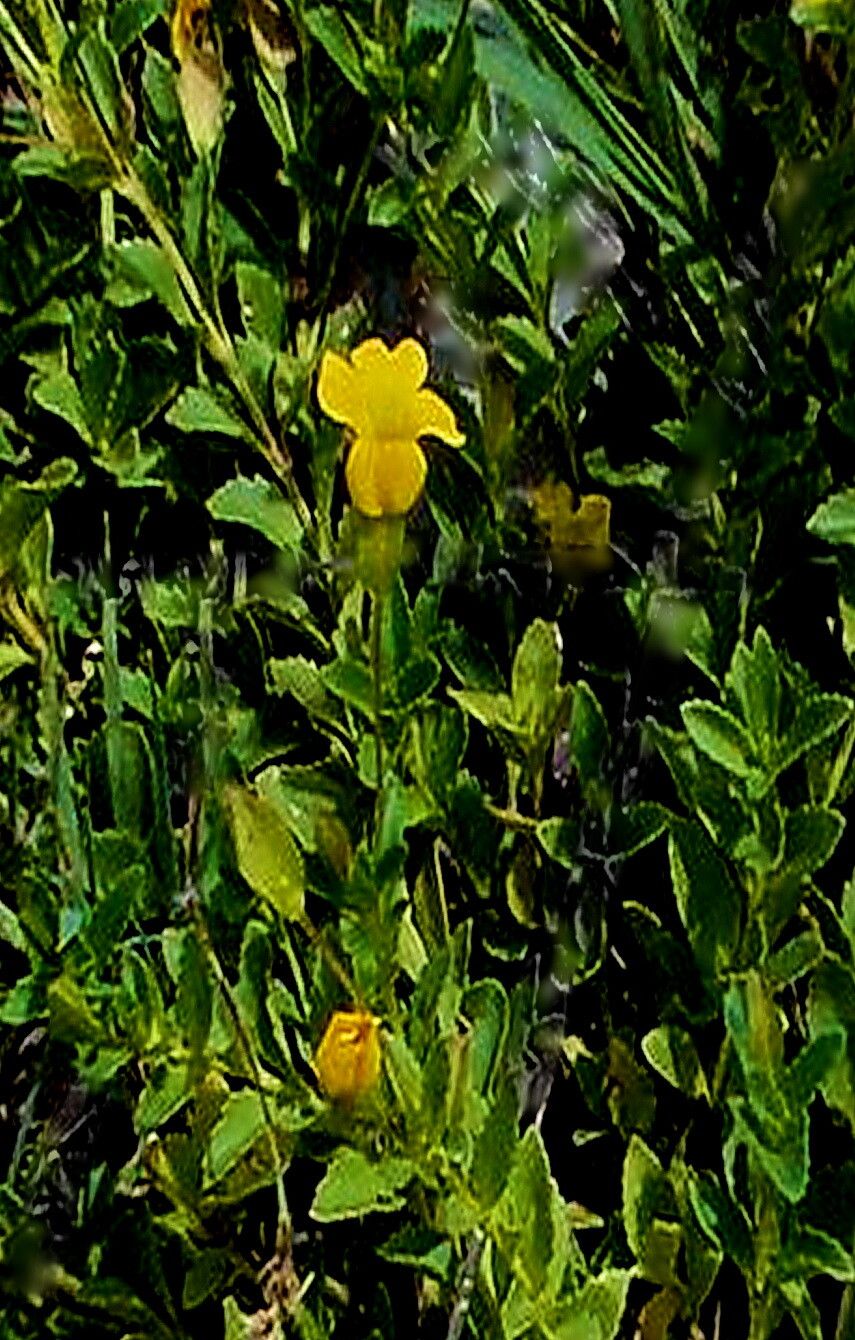 Mecardonia vandellioides — related species from the same genus