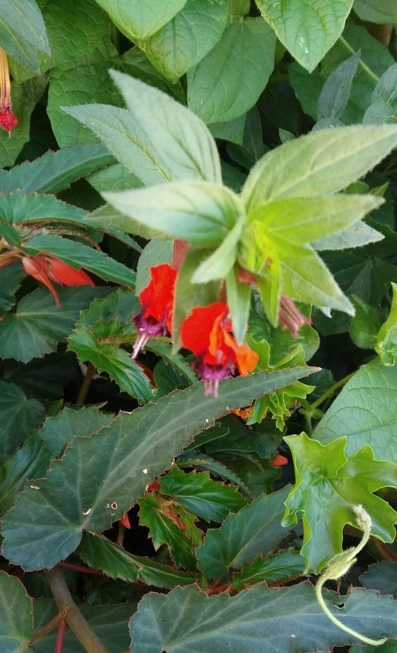 Cuphea llavea flower