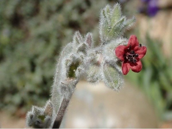 Cynoglossum cheirifolium leaf