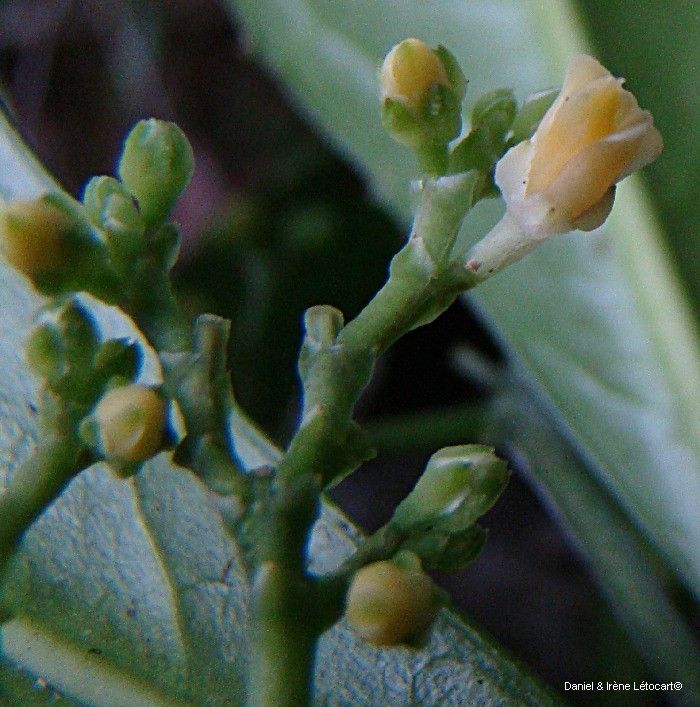 Hybanthus micranthus fruit