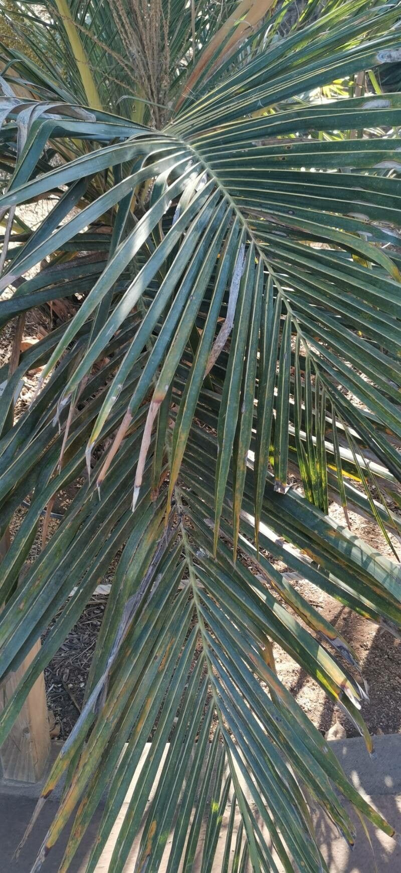 Jubaeopsis caffra leaf