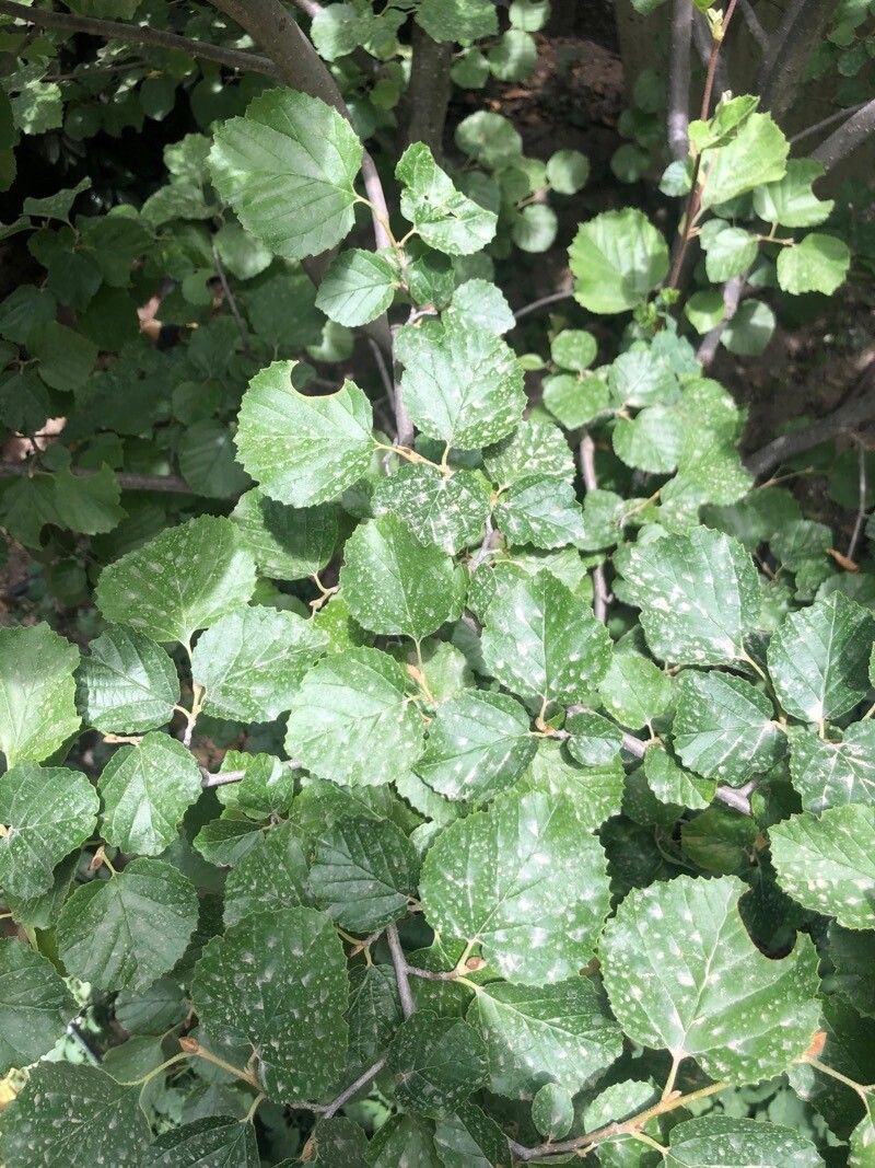 Parrotiopsis jacquemontiana — houseplant care guide