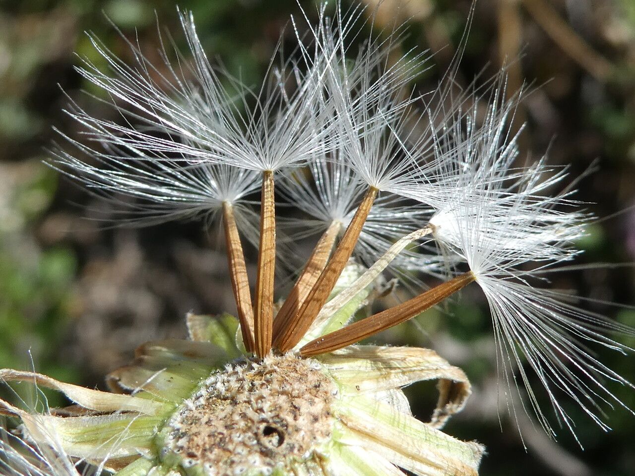 Crepis albida fruit