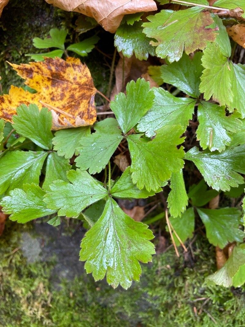 Coptis trifolia leaf
