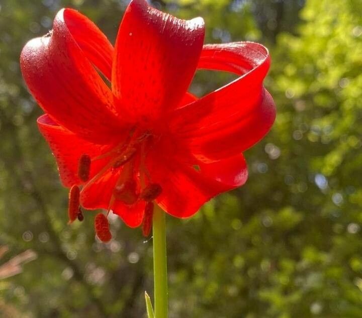 Lilium pomponium — search result for 'Lilium'