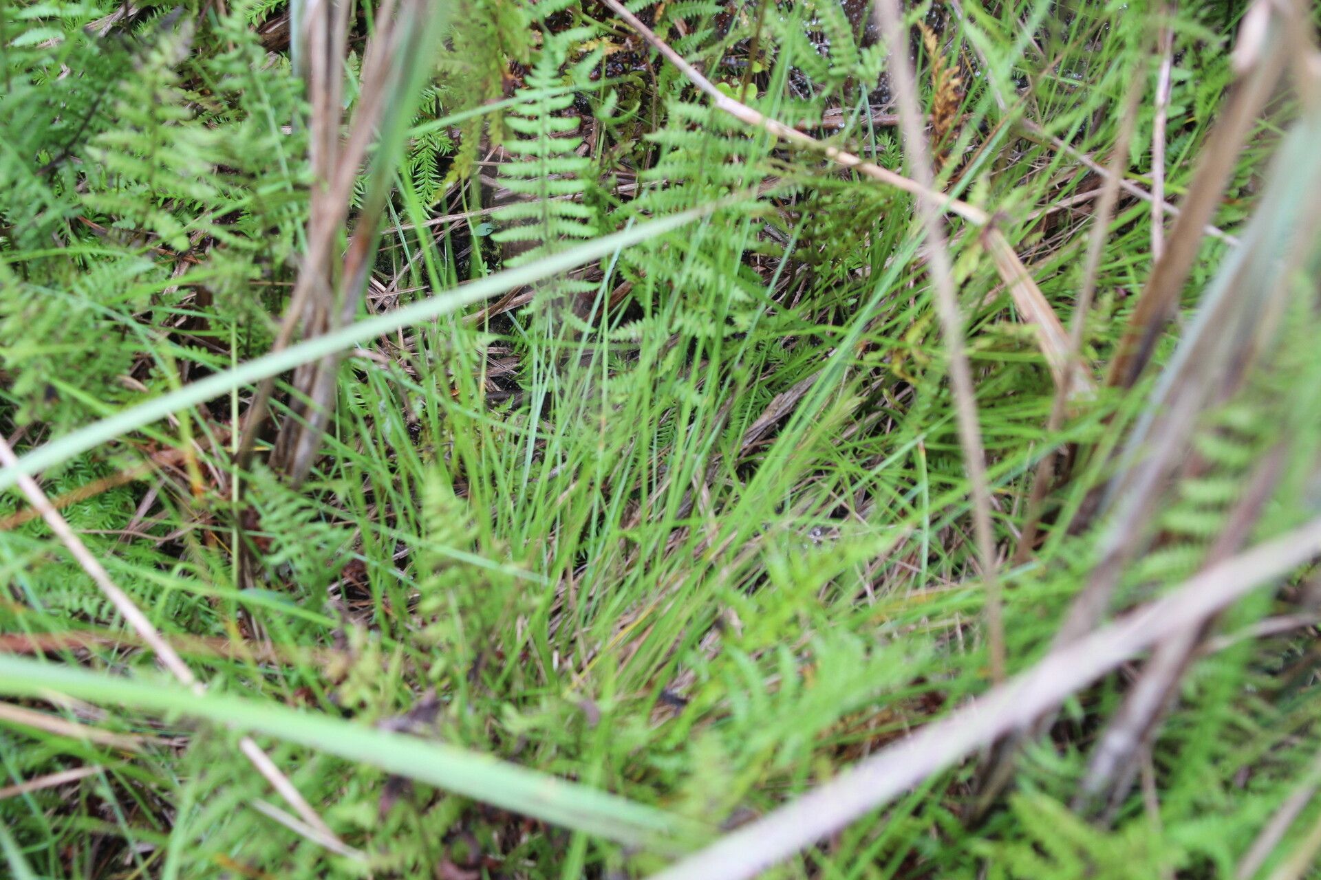 Rhynchospora angolensis — related species from the same genus