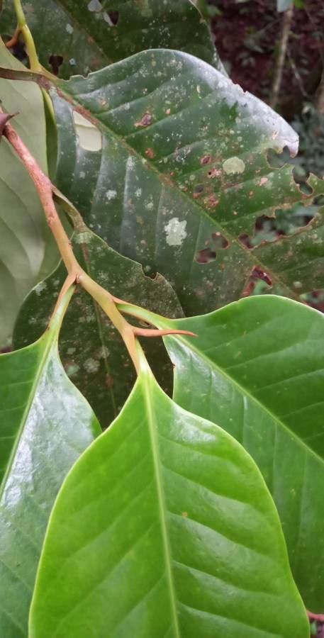 Otoba novogranatensis leaf