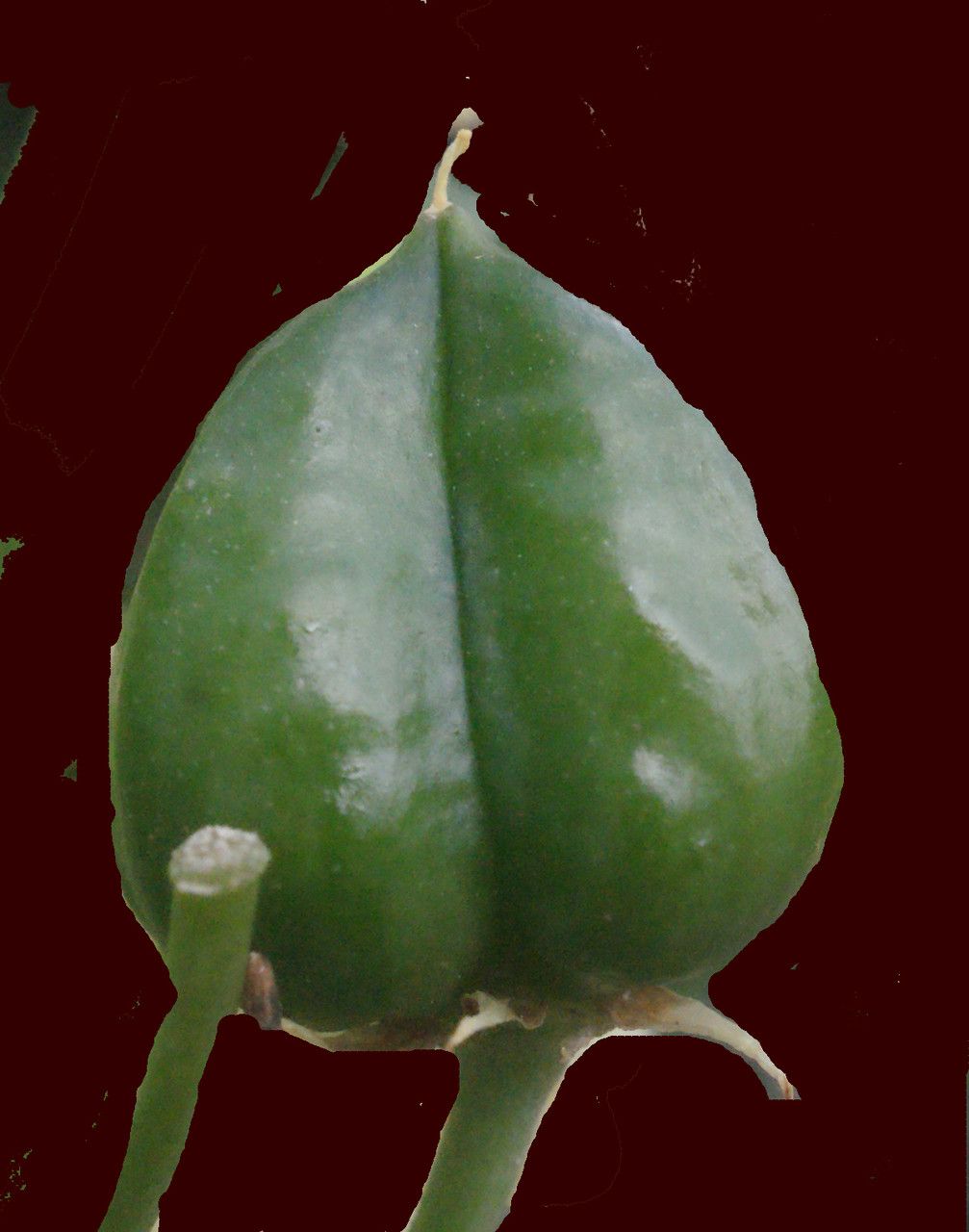 Ornithogalum arabicum fruit