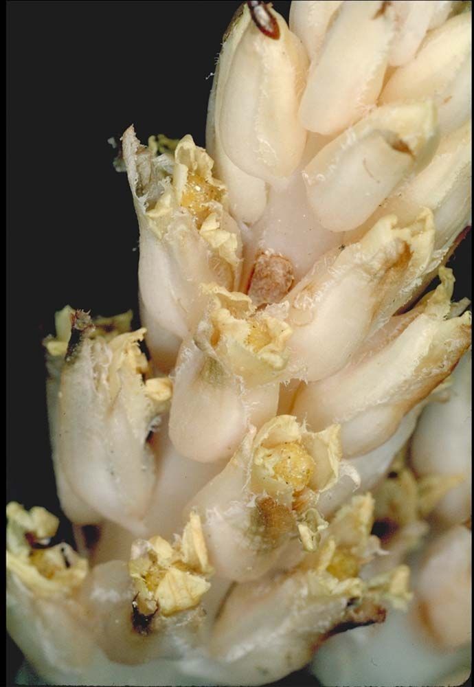 Pleuricospora fimbriolata — search result for 'West Coast of North America'