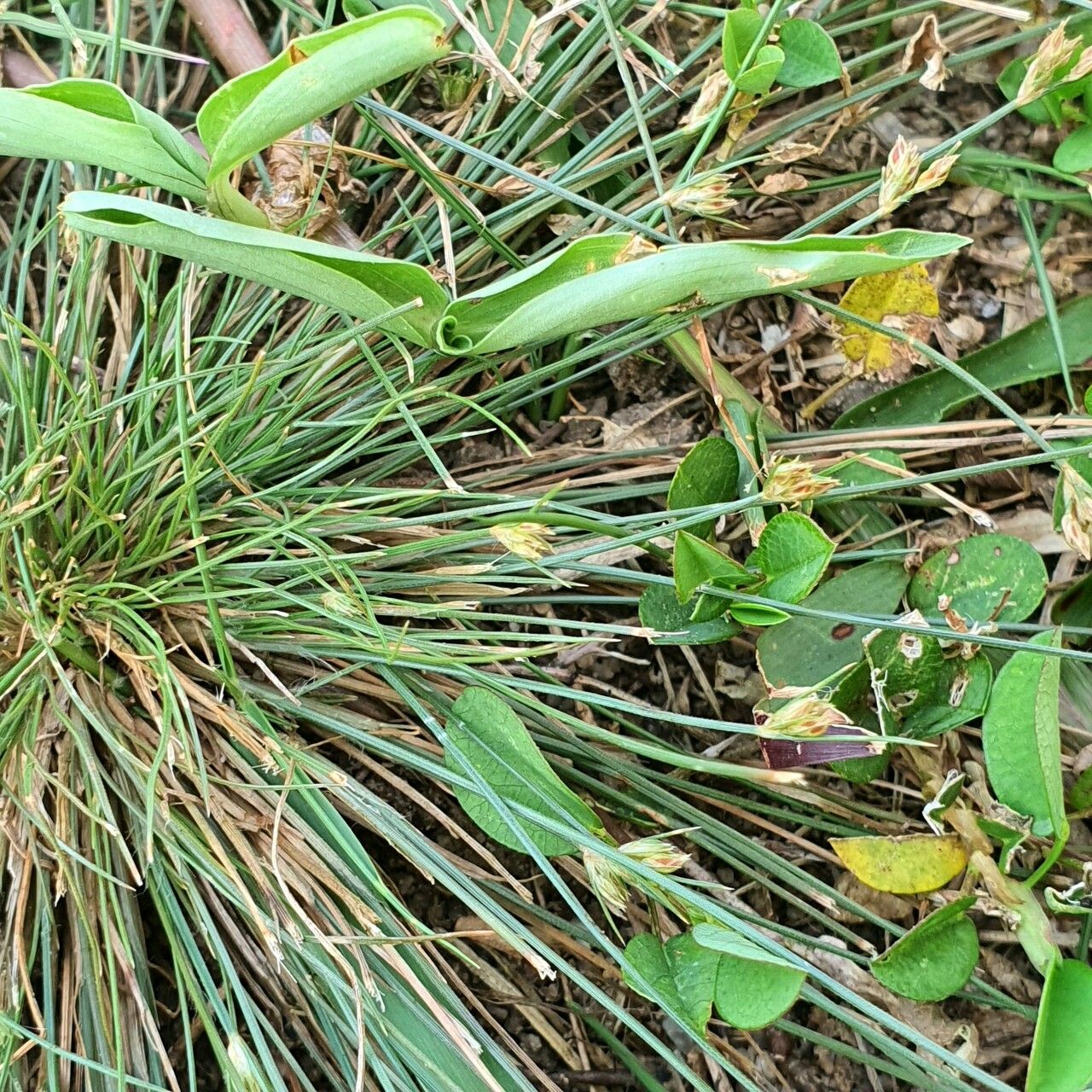 Bulbostylis thouarsii habit