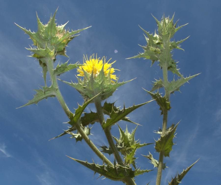 Scolymus maculatus — search result for 'and southwest Asia'