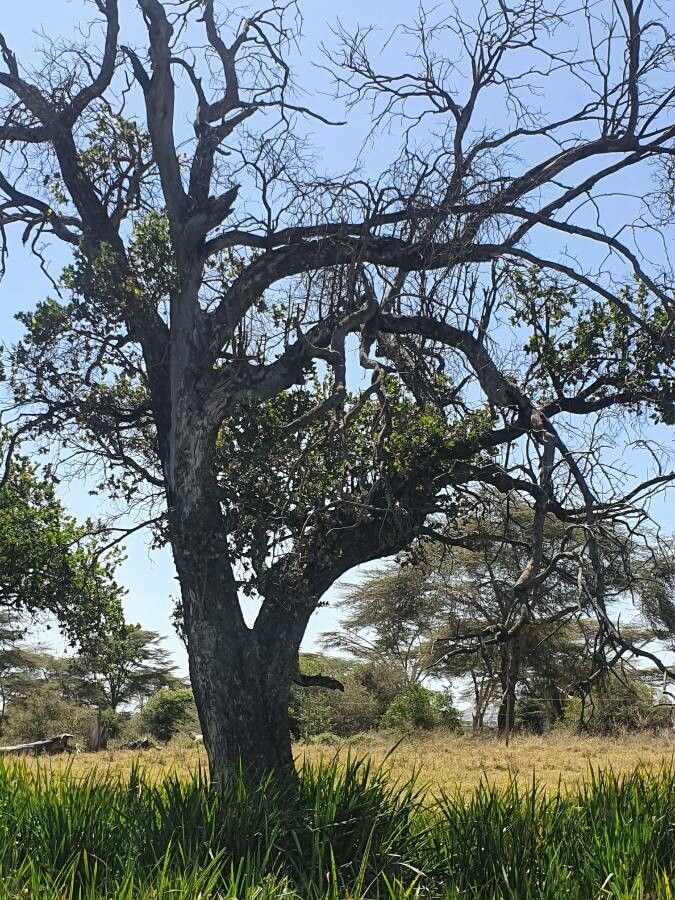 Syzygium guineense leaf