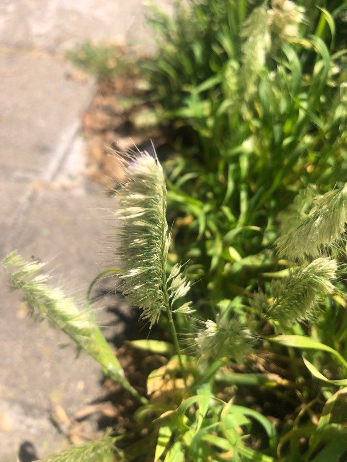 Lamarckia aurea fruit