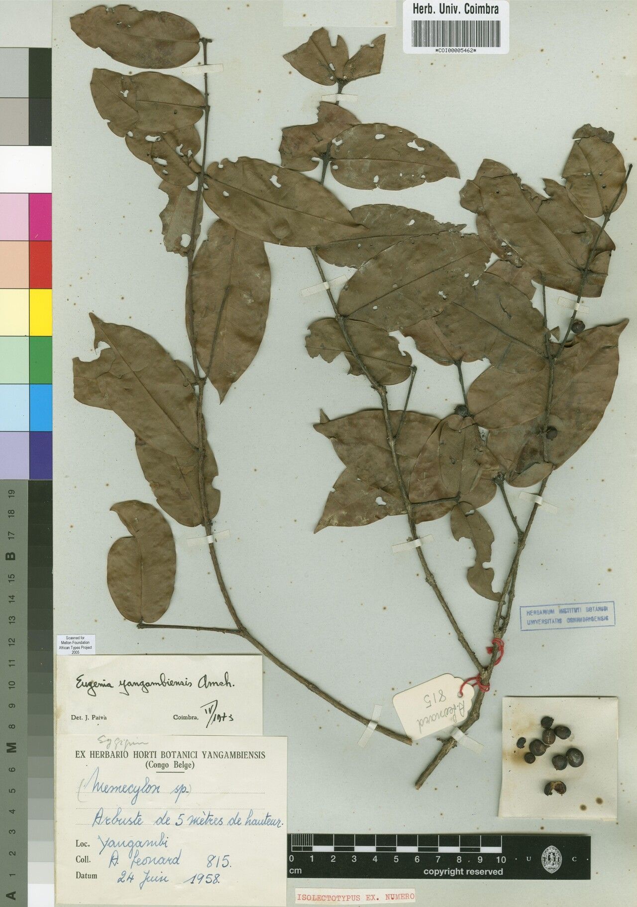 Eugenia yangambensis — houseplant care guide