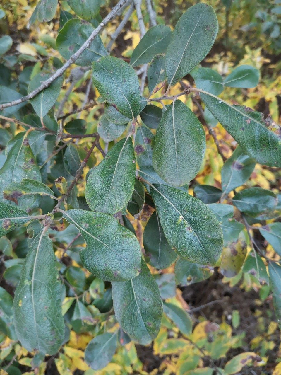 Salix scouleriana — houseplant care guide