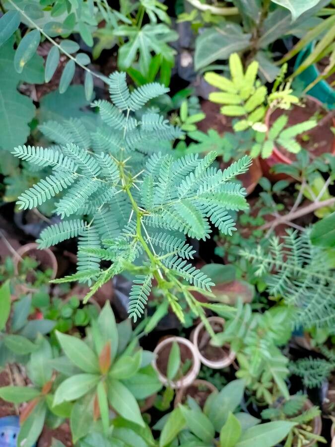 Vachellia elatior — houseplant care guide