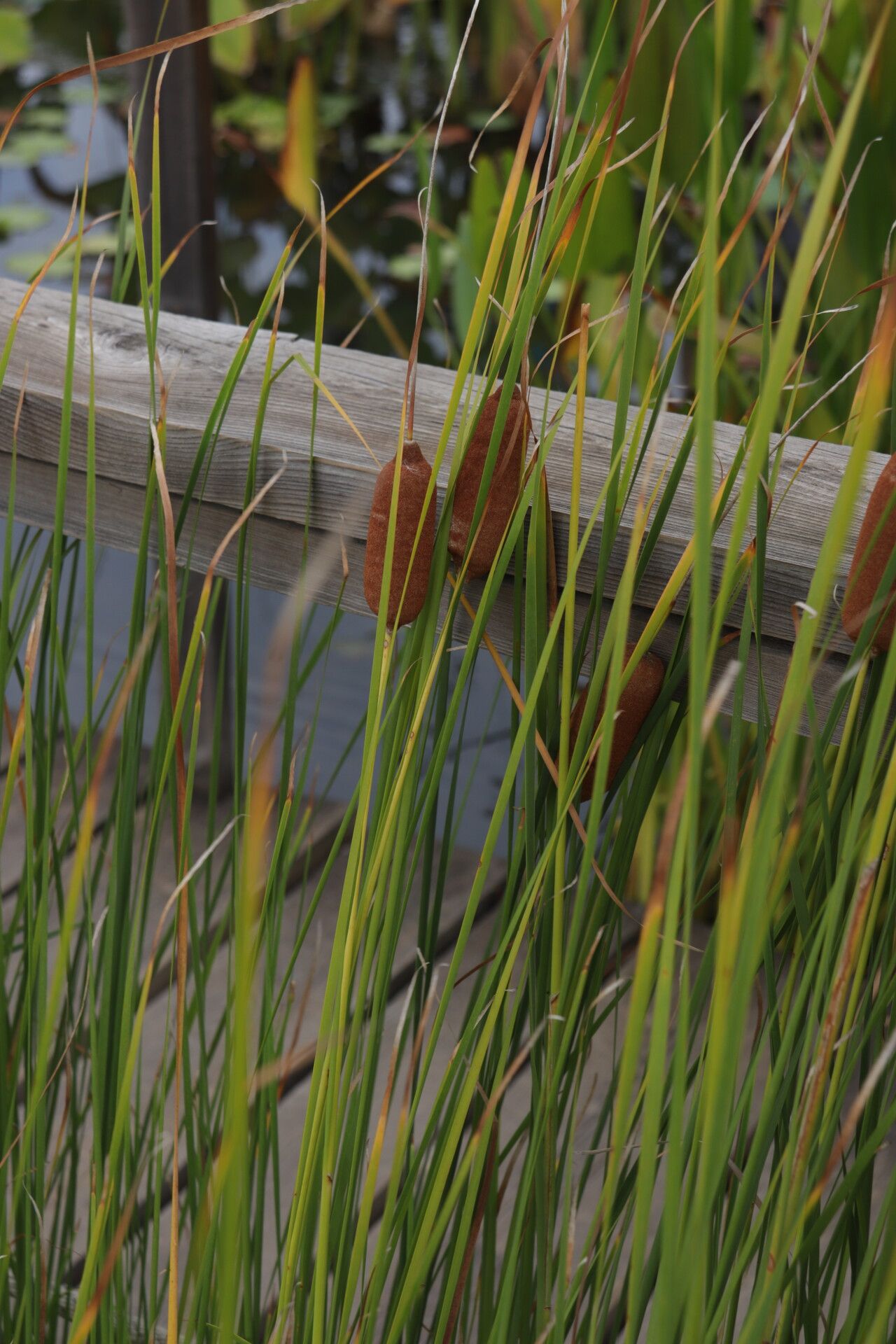 Typha laxmannii flower