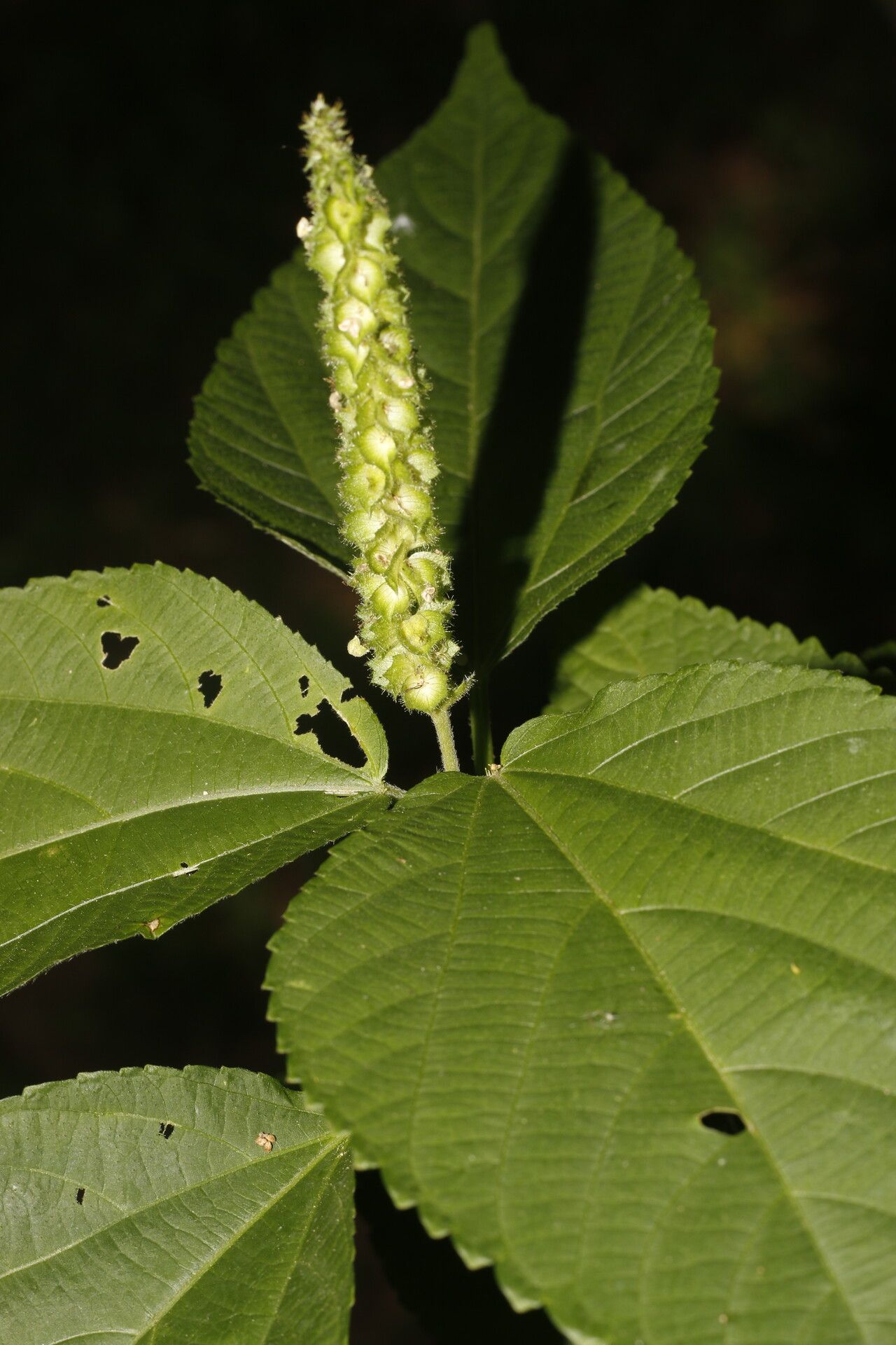 Acalypha schiedeana fruit