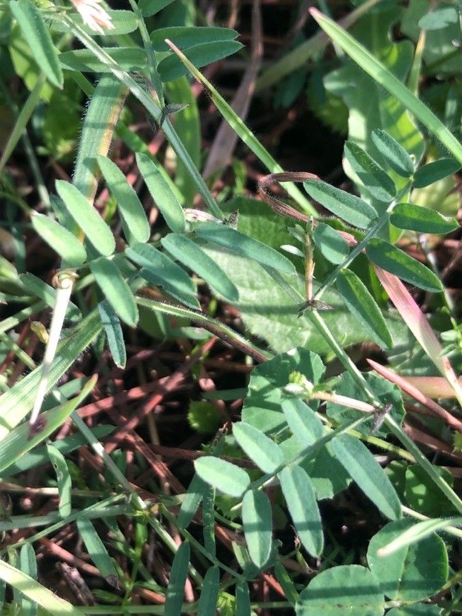 Vicia benghalensis leaf