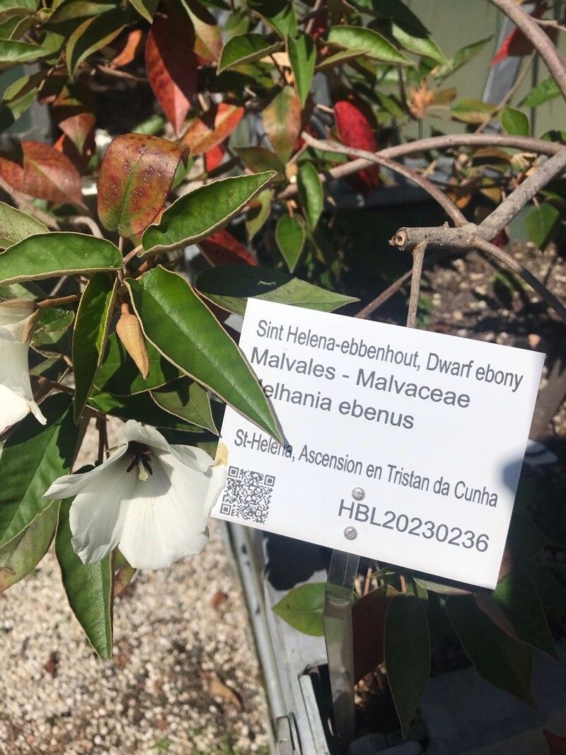 Melhania ebenus — houseplant care guide