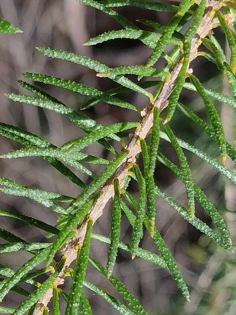 Dillwynia floribunda — related species from the same genus