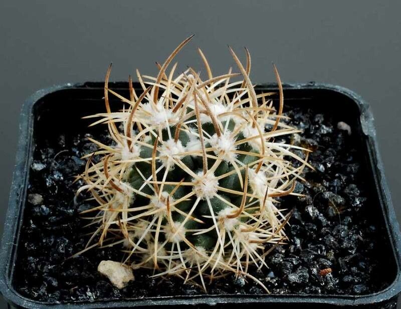 Pediocactus sileri habit