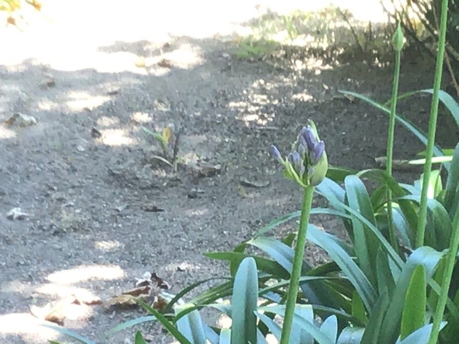 Tulipa hoogiana flower
