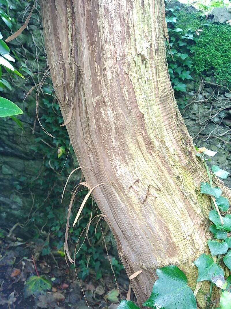 Olearia paniculata bark