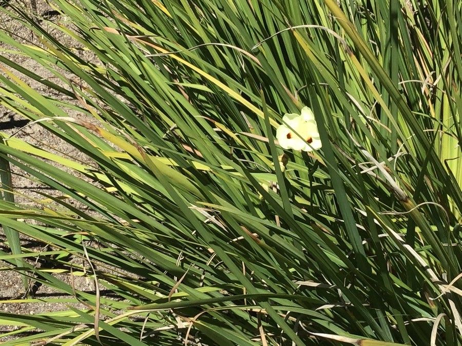 Dietes bicolor — herb houseplant