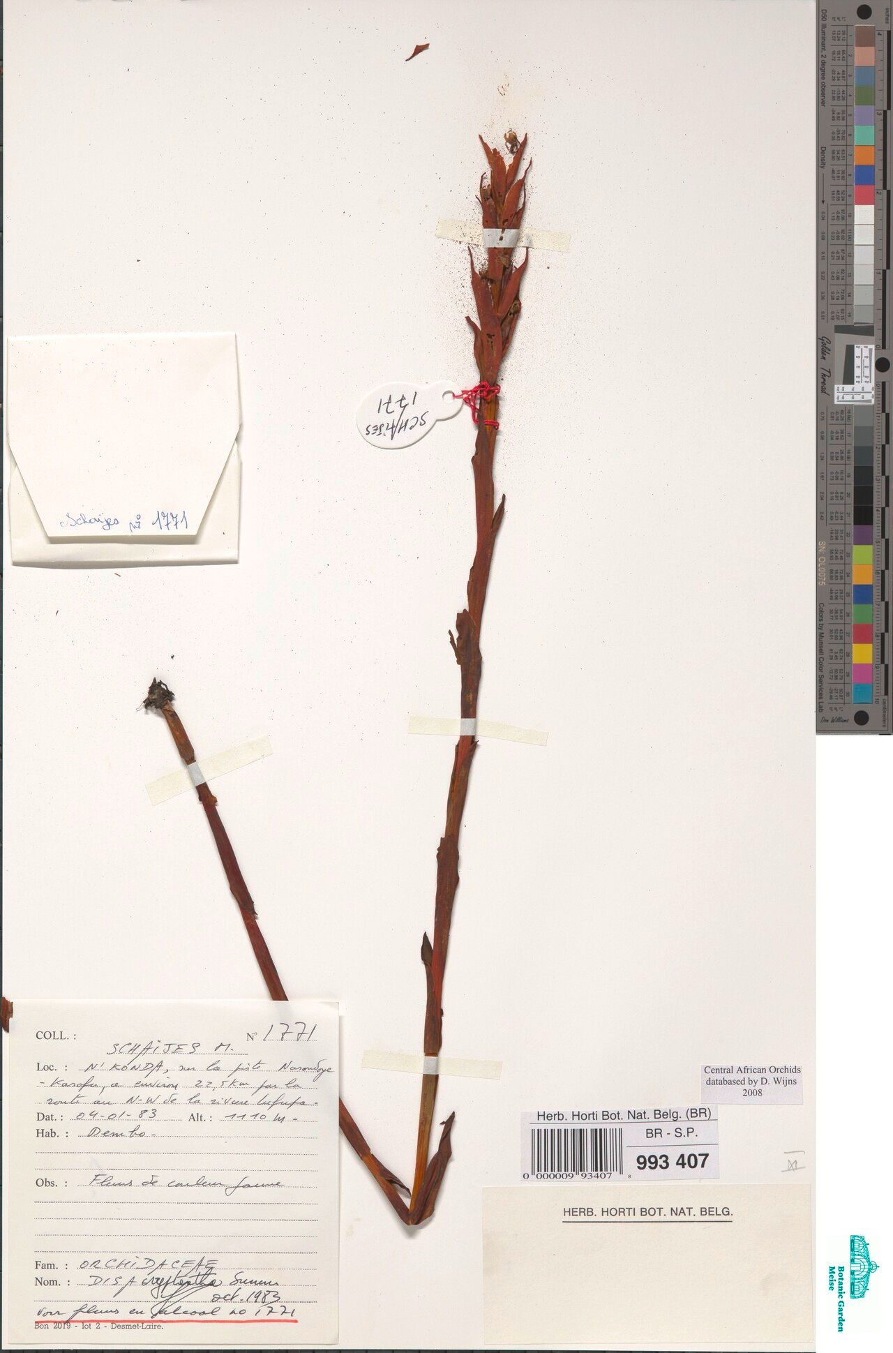 Disa cryptantha — search result for 'Cryptantha'