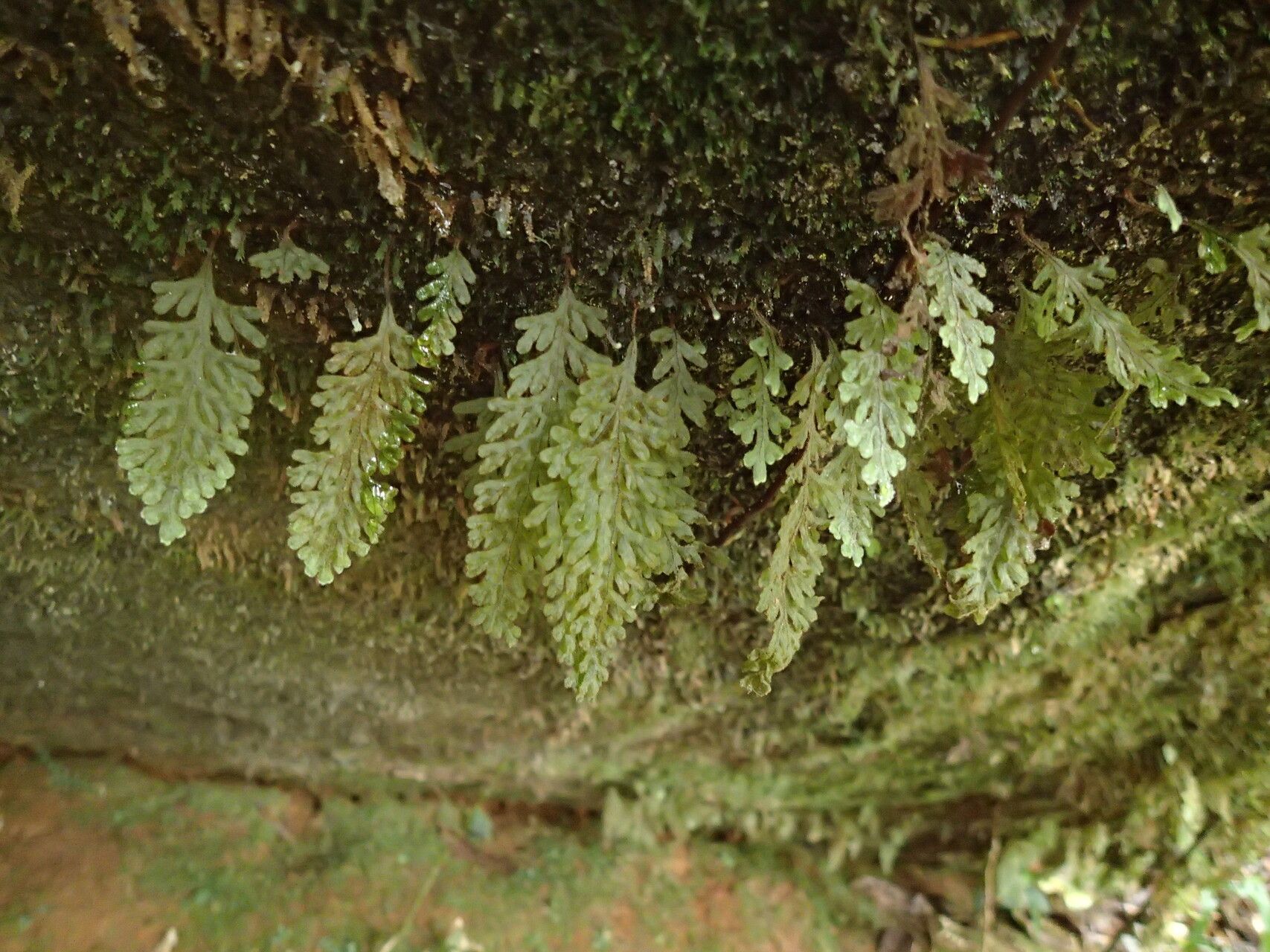 Hymenophyllum splendidum leaf