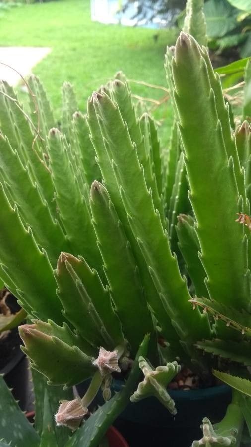 Stapelia hirsuta leaf