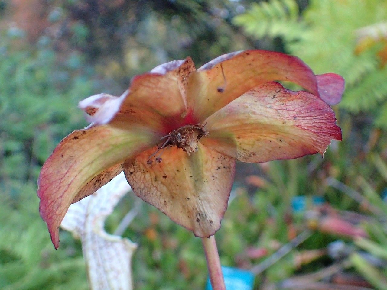 Sarracenia leucophylla fruit