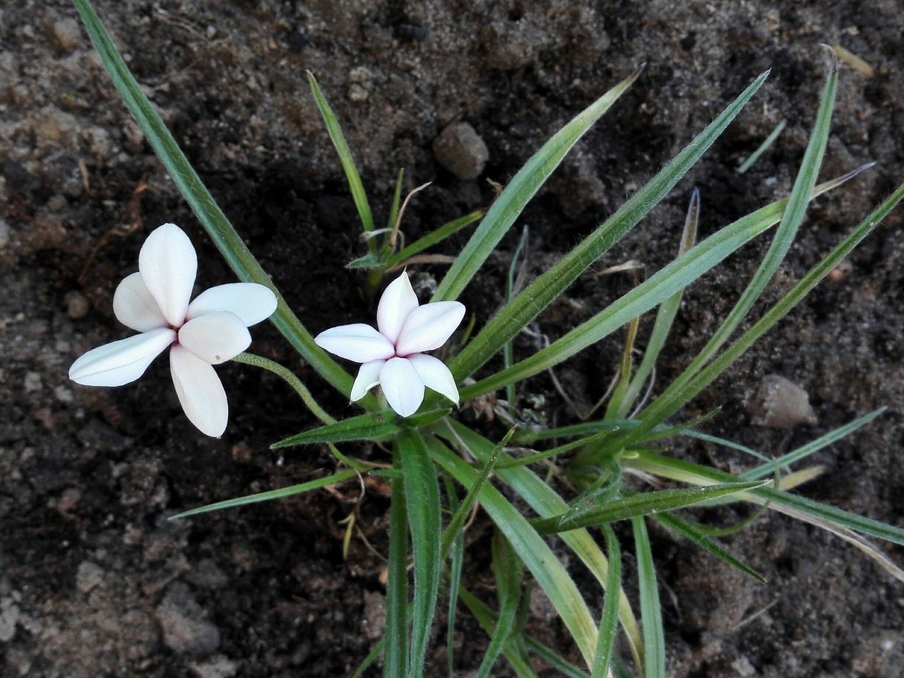 Rhodohypoxis baurii flower