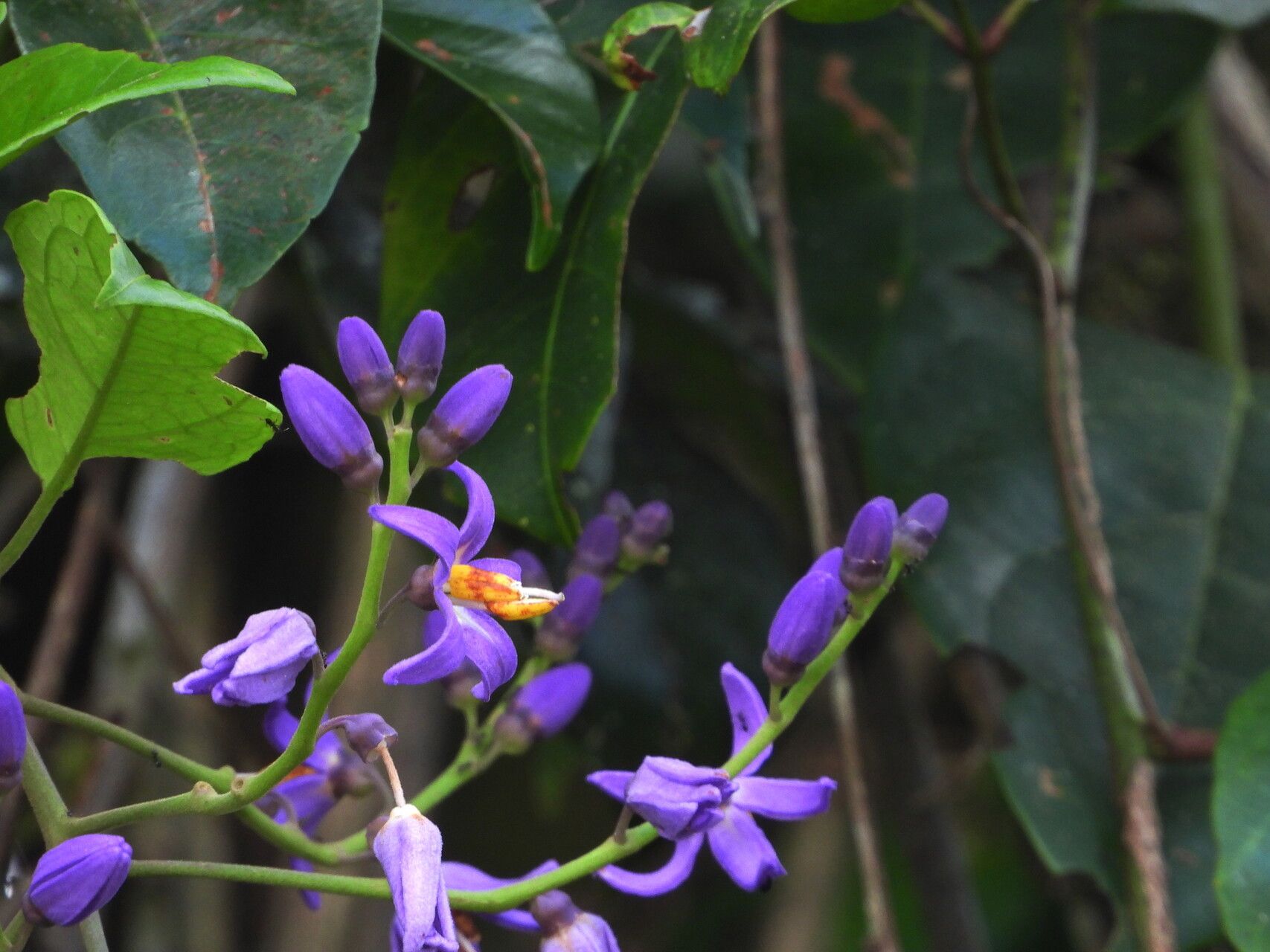 Solanum uncinellum — houseplant care guide