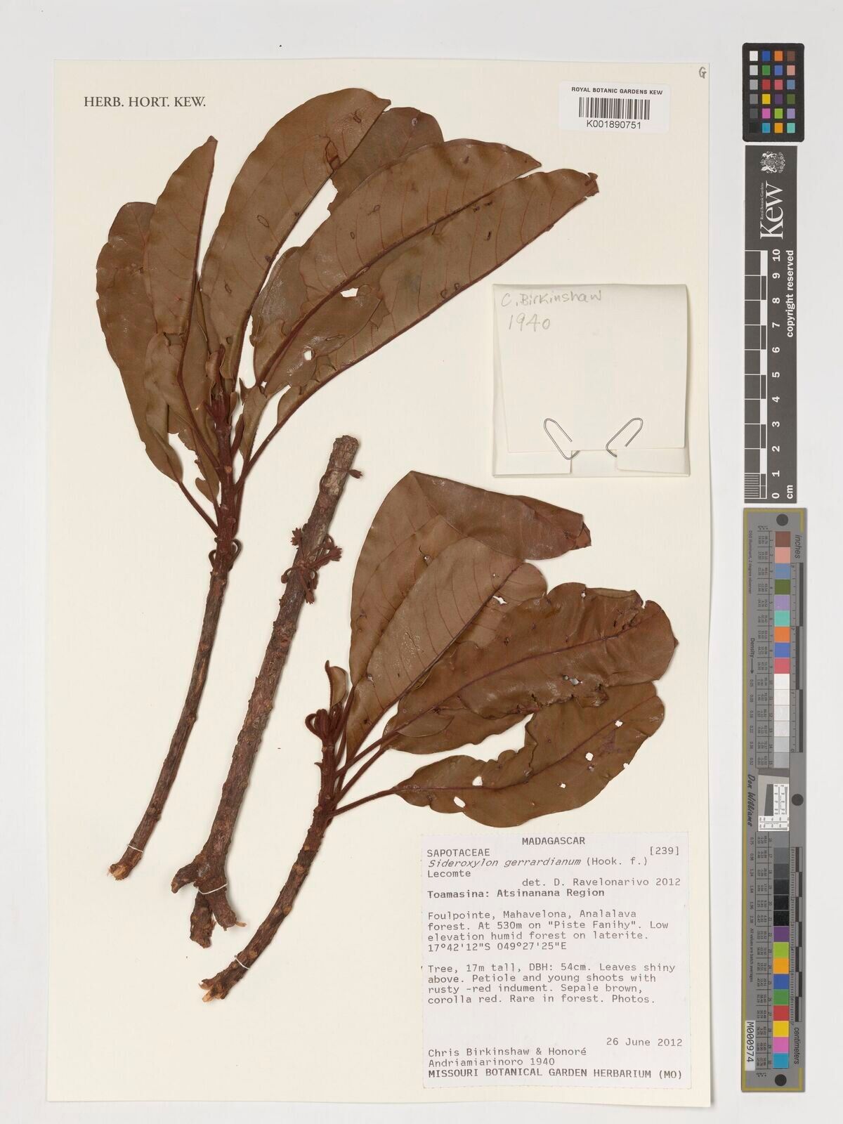 Sideroxylon gerrardianum — houseplant care guide