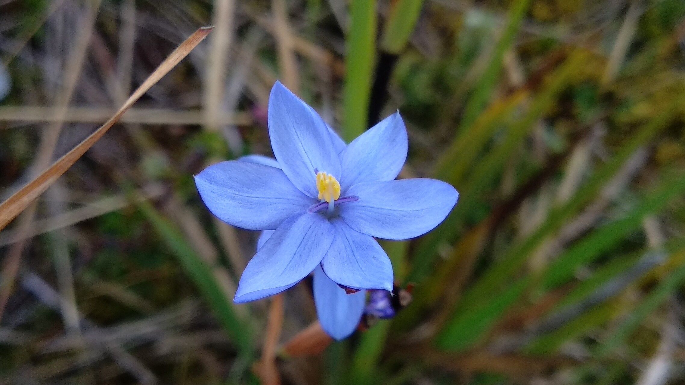 Orthrosanthus chimboracensis flower