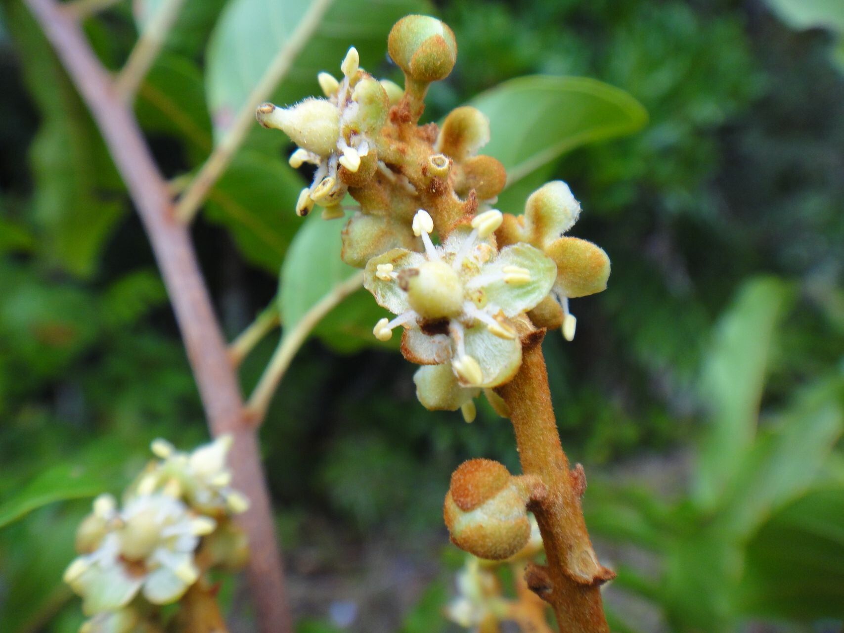 Cupaniopsis chytradenia flower