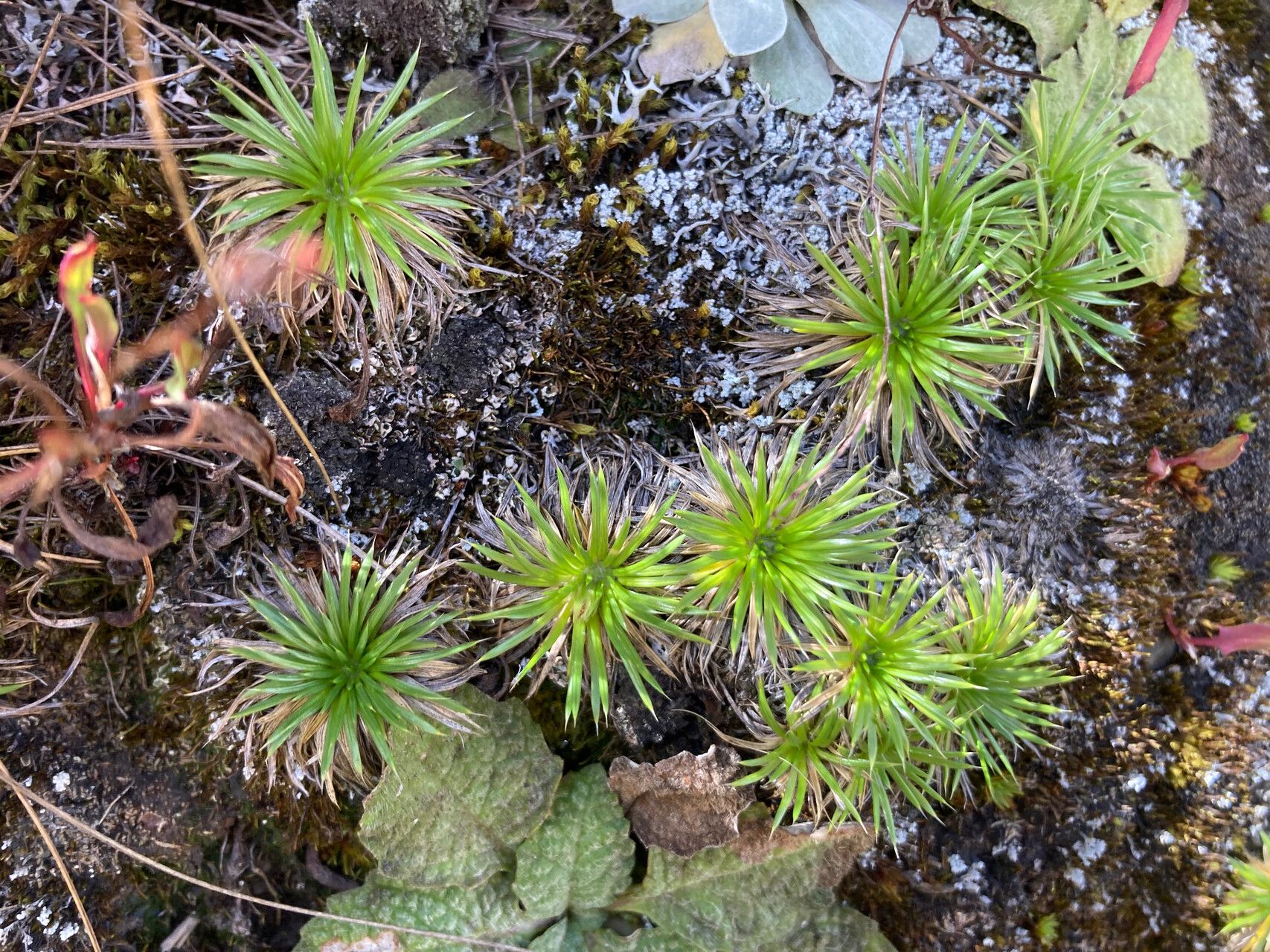 Novenia tunariensis habit