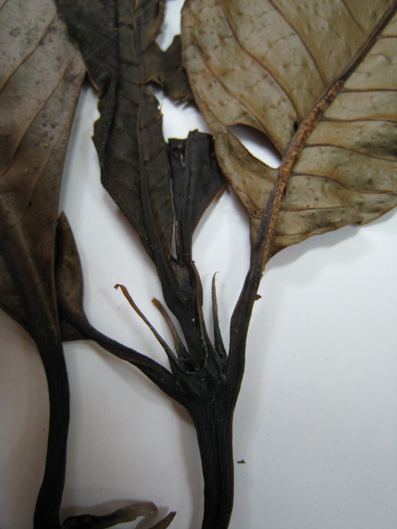 Palicourea calophylla other