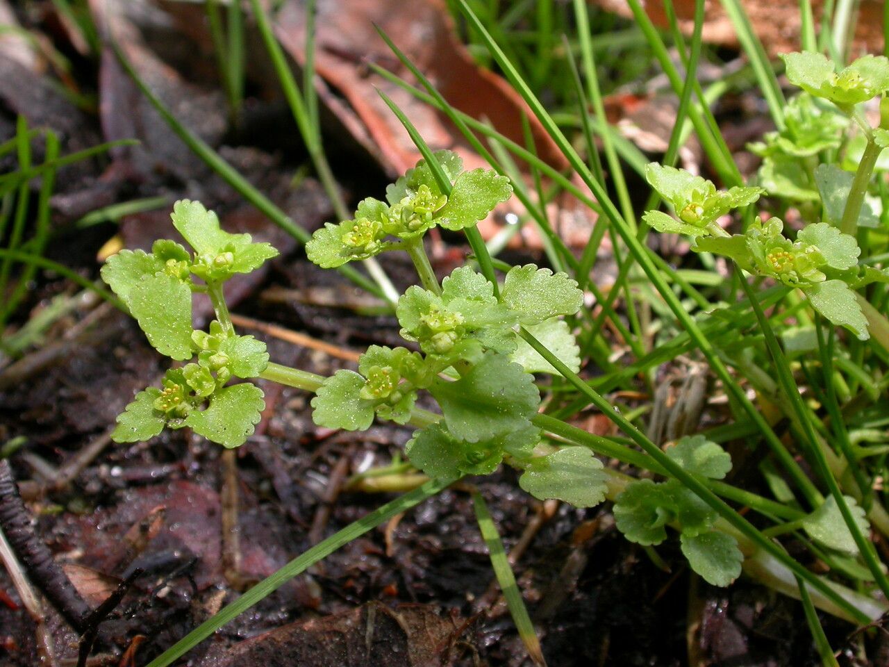 Chrysosplenium nepalense — houseplant care guide